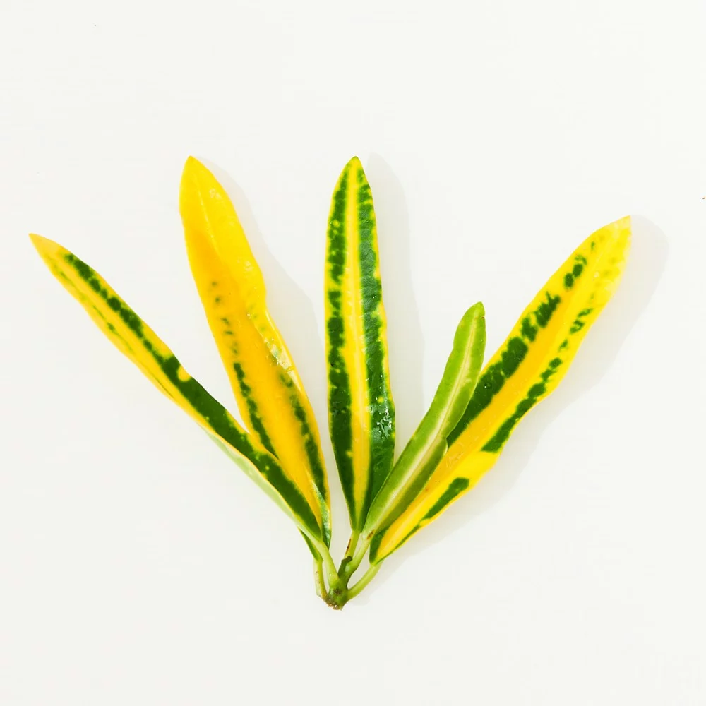 金手指變葉木