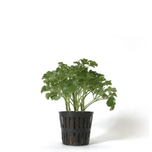 水耕 富貴樹 芹葉福祿桐