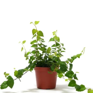 薜荔
