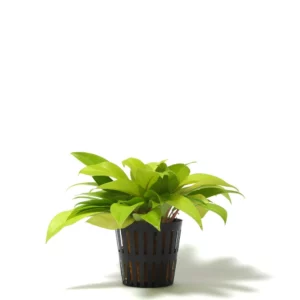 水耕陽光鋤葉蔓綠絨