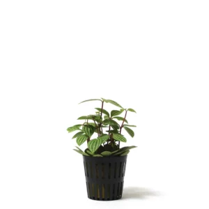 白脈椒草