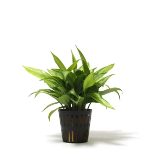 水耕銀后粗肋草