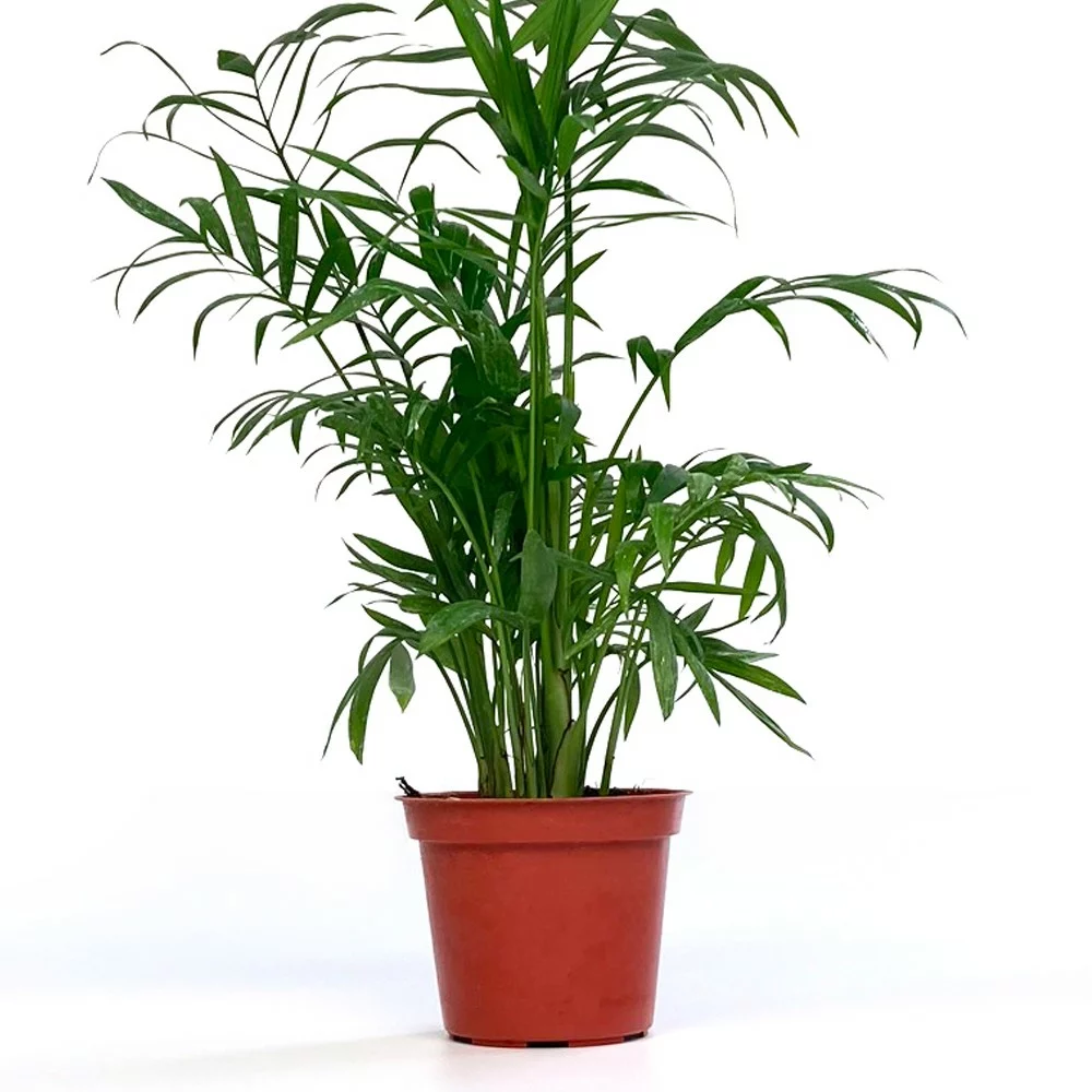 袖珍椰子（中大型）