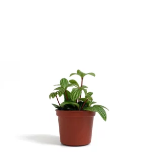 白脈椒草