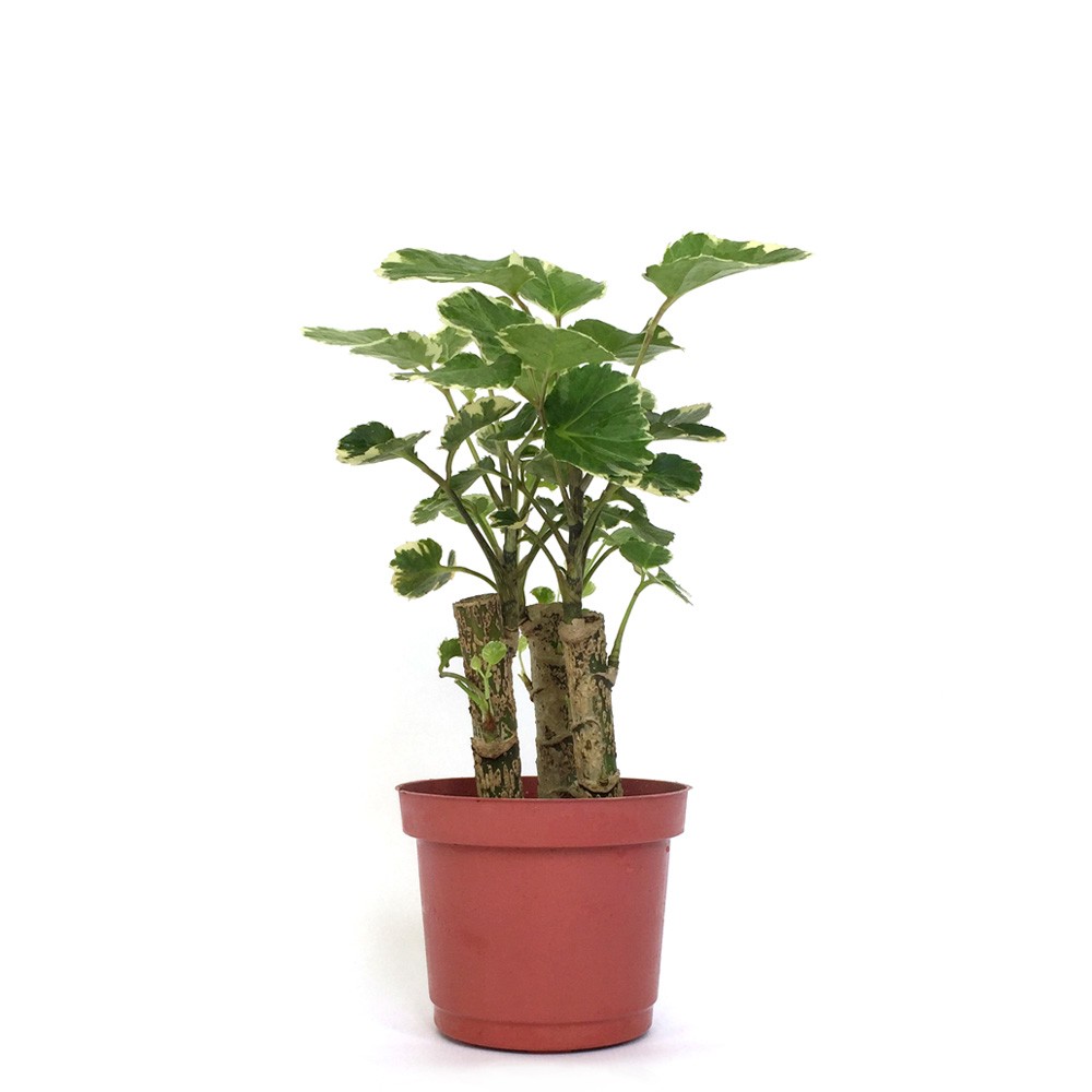 富貴樹 斑葉福祿桐