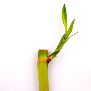 開運竹（一根、10CM、15CM）