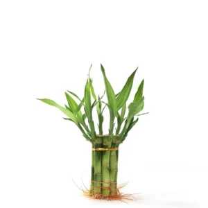 開運竹一圈（10CM）