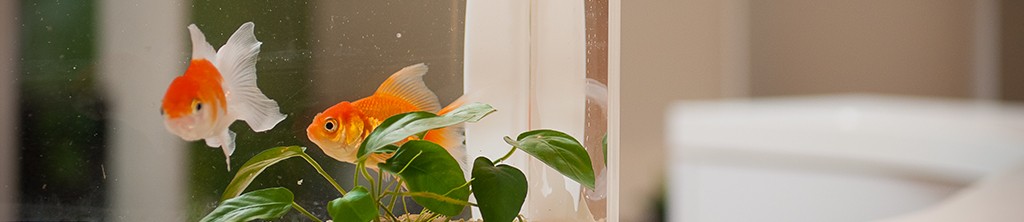 2Ustyle 風格圖悠 盆栽 花器 植物 魚缸