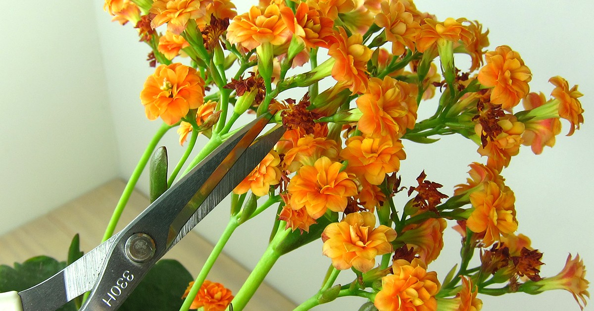 長壽花