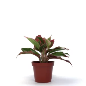 極光粗肋草