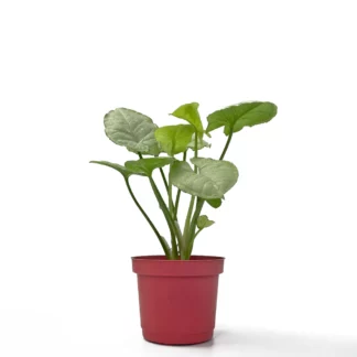 白葉合果芋