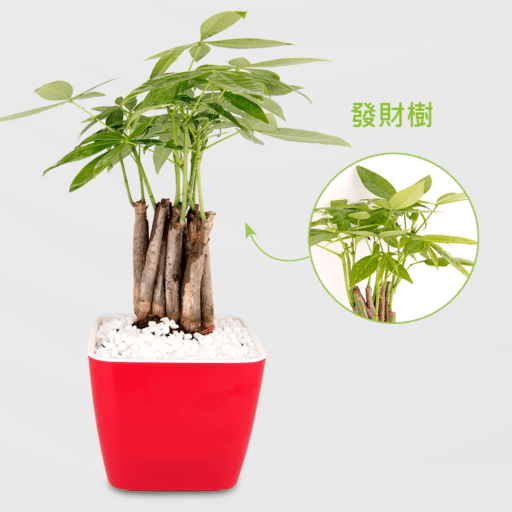 辦公室盆栽 推薦8 種適合辦公室的植物 2ustyle風格圖悠 盆栽線上購物 辦公室盆栽 推薦8 種適合辦公室的植物 2ustyle風格圖悠 盆栽線上購物