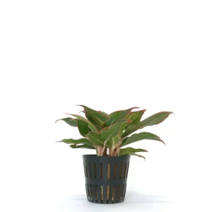 水耕極光粗肋草