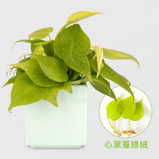 心葉蔓綠絨盆栽_配8cm方盆湖水綠