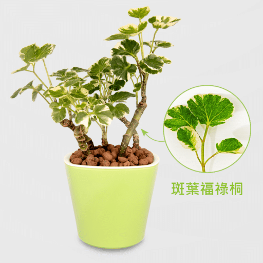 斑葉福祿桐盆栽_配OC綠