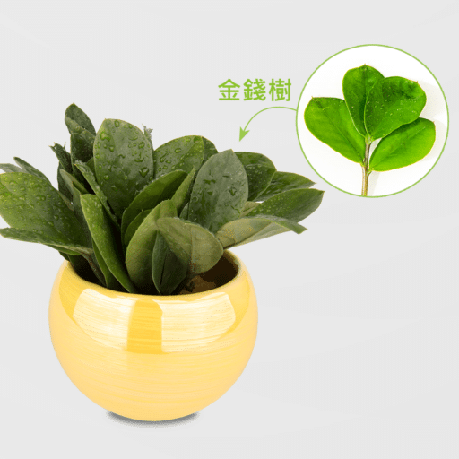 金錢樹盆栽_球炫彩黃