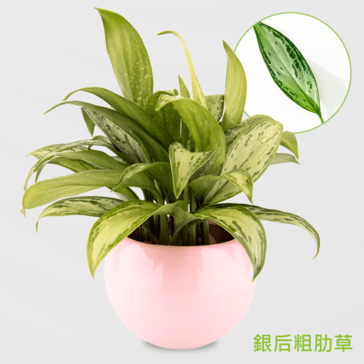 銀后粗肋草盆栽_配球粉