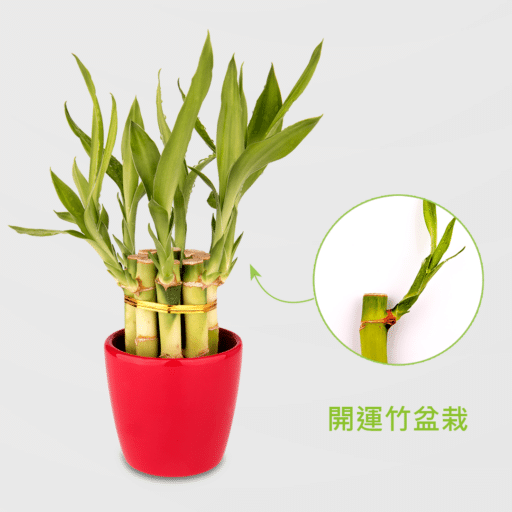 開運竹盆栽_配荷蘭盆紅