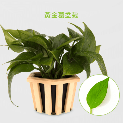 黃金葛盆栽_配檜木六角