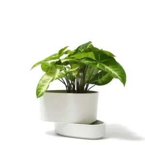 綠精靈合果芋盆栽