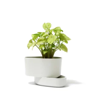 白葉合果芋盆栽