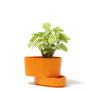 白葉合果芋盆栽
