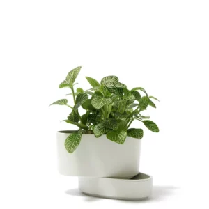 白網紋草盆栽