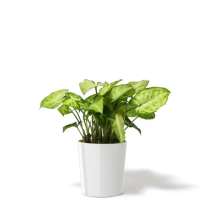 綠精靈合果芋盆栽