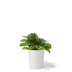 冷水草盆栽