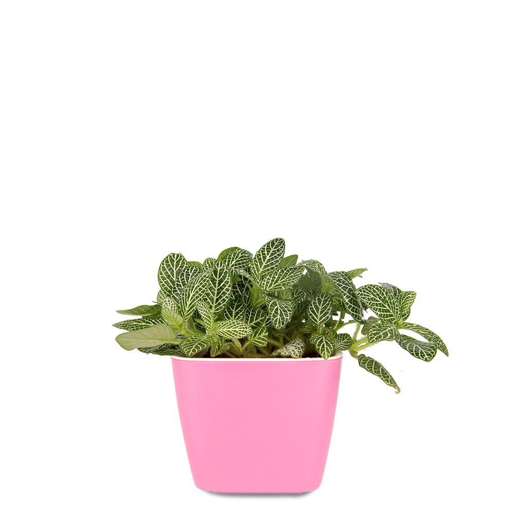 白網紋草盆栽