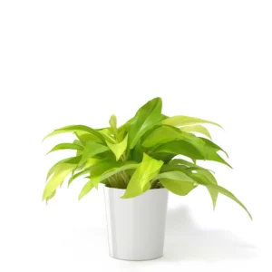 陽光鋤葉蔓綠絨盆栽
