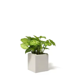綠精靈合果芋盆栽