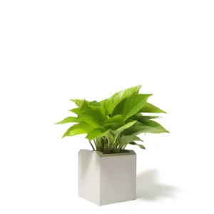 萊姆黃金葛盆栽