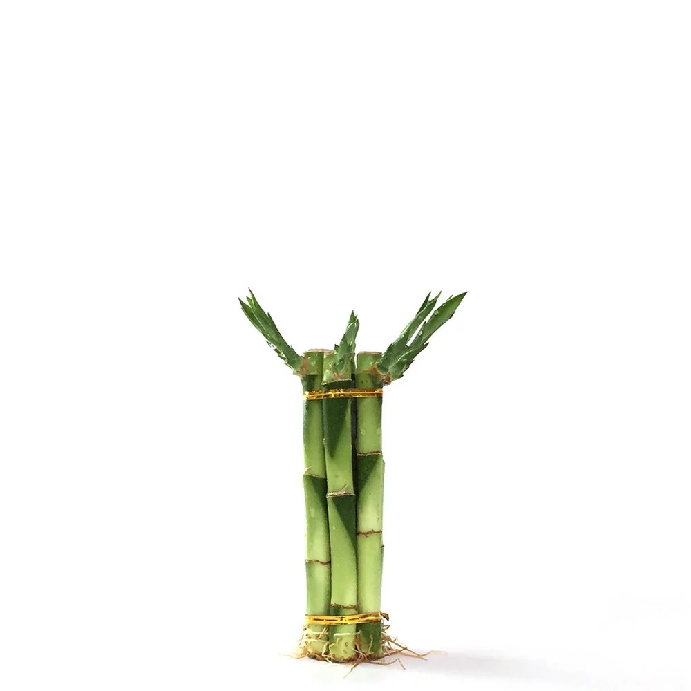 開運竹一圈（15CM）