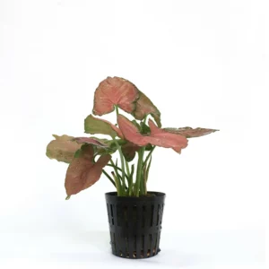 霓虹合果芋