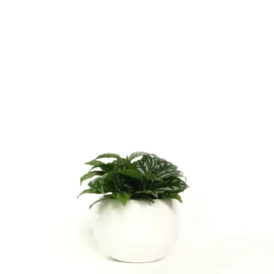 冷水草盆栽