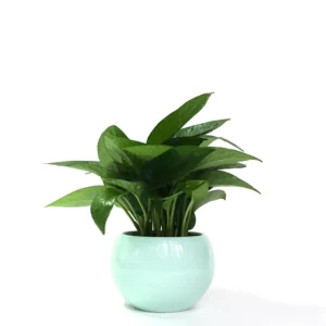 黃金葛盆栽