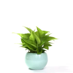 萊姆黃金葛盆栽
