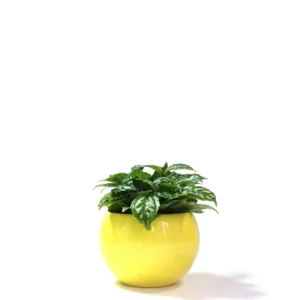 冷水草盆栽