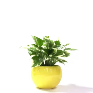 白金葛盆栽