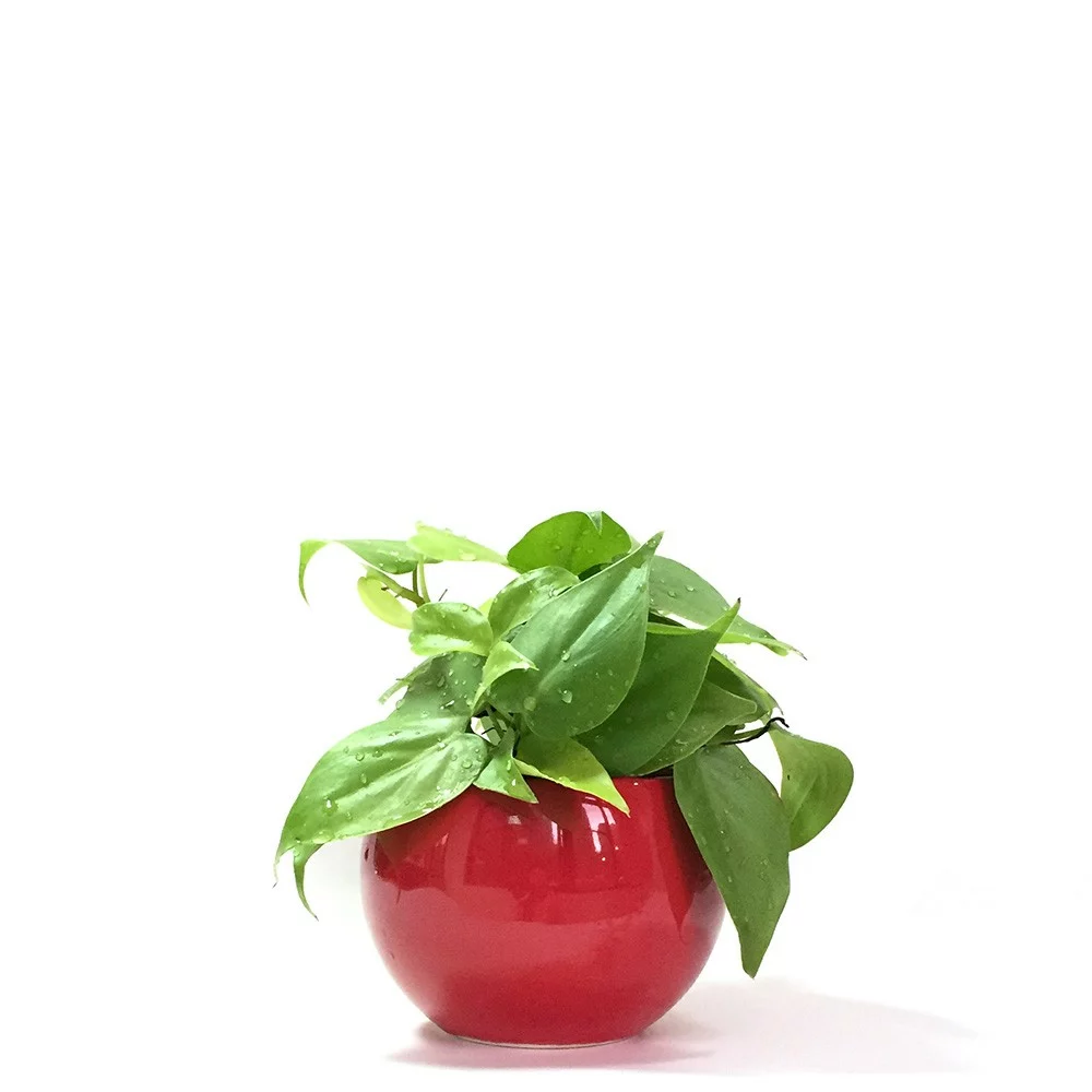 心葉蔓綠絨水耕盆栽搭配球形亮紅» 小品盆栽線上購物網站