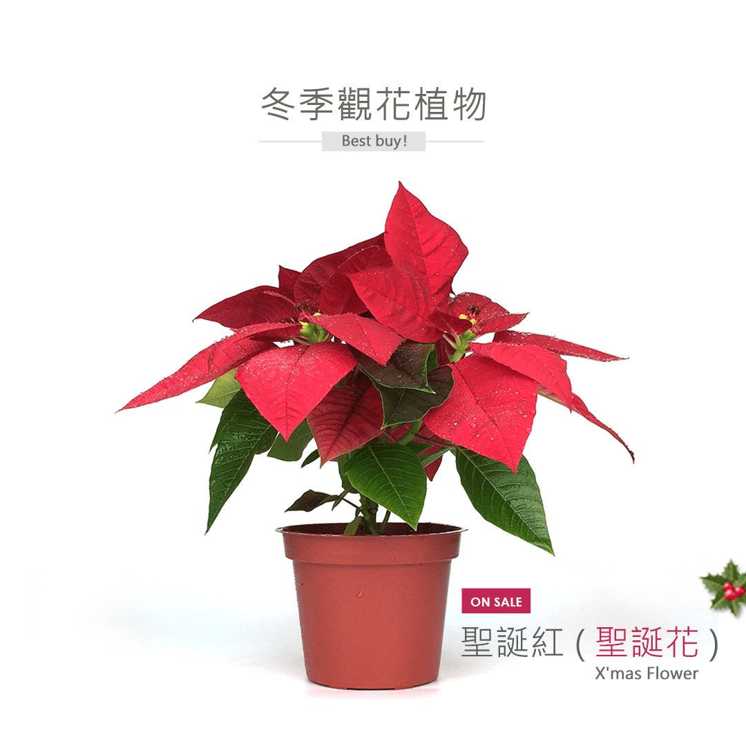 2Ustyle 風格圖悠 盆栽 植物 花器