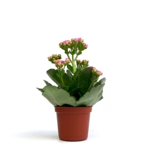 長壽花