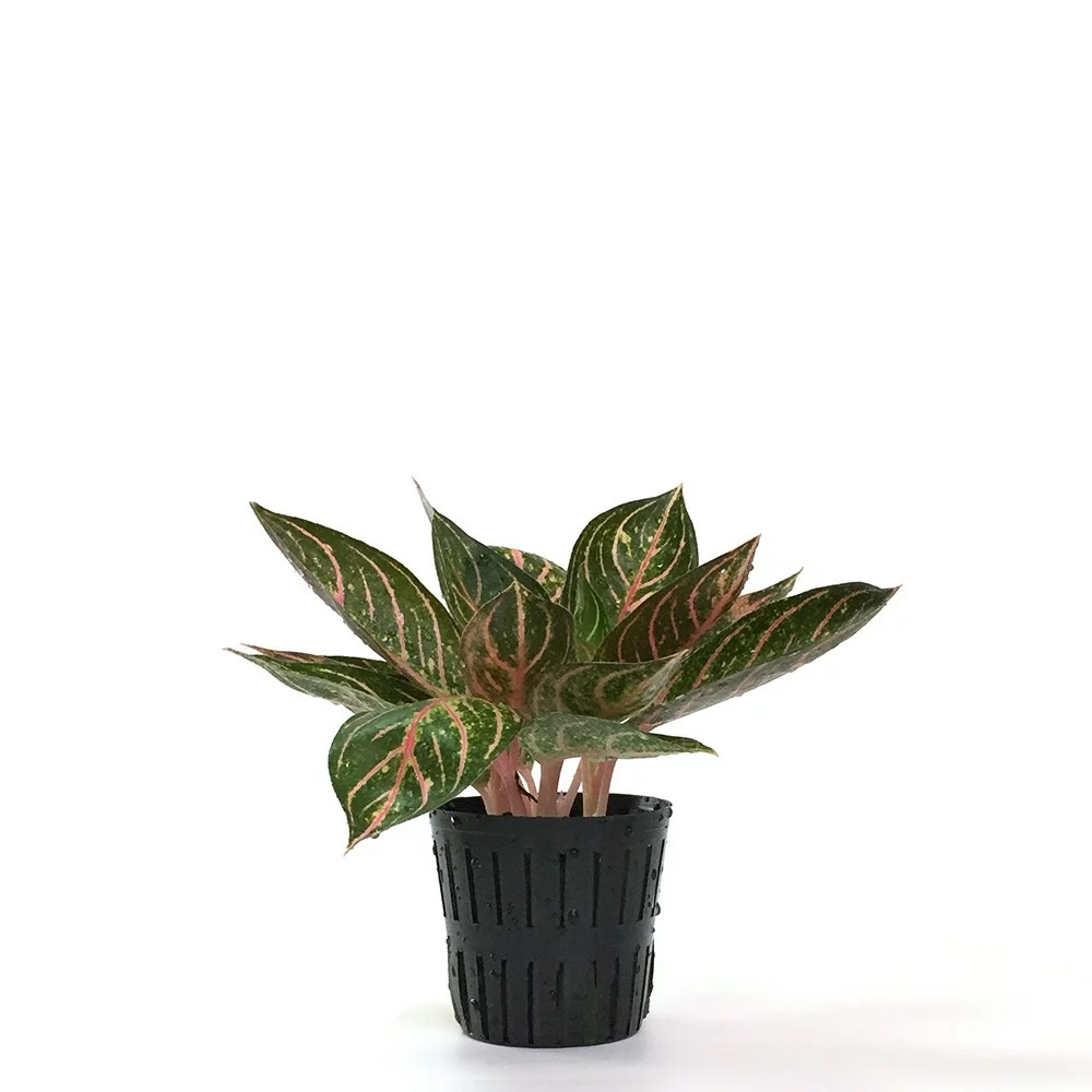 水耕如意粗肋草