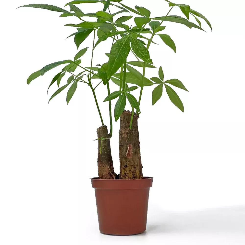 土耕植物發財樹馬拉巴栗-粗» 2Ustyle 上網買盆栽．植物安心宅配