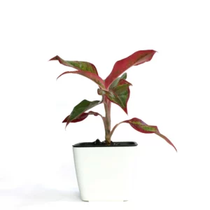 極光粗肋草盆栽