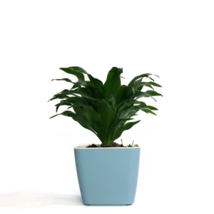 阿波羅盆栽