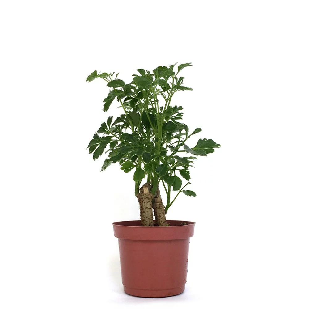 富貴樹 芹葉福祿桐