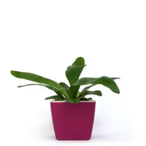 山蘇花盆栽