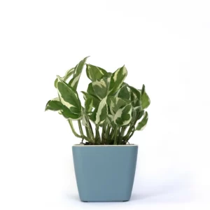 白金葛盆栽